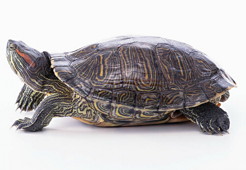 巴西龜的介紹-巴西龜怎么養?