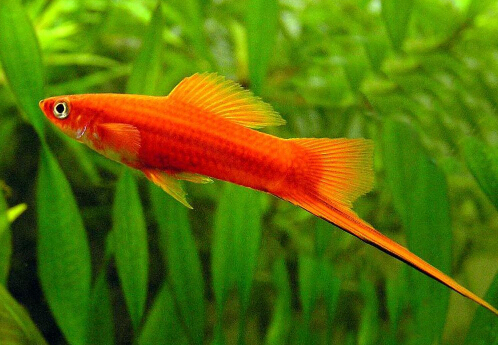 紅箭魚的風水學應用-紅箭魚的品種介紹