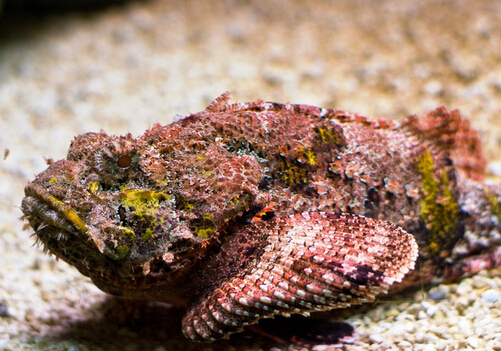 石頭魚的風水學應(yīng)用-石頭魚的魚缸擺放位置