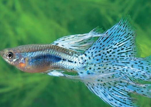 鳳尾魚怎么養？鳳尾魚養殖的注意事項