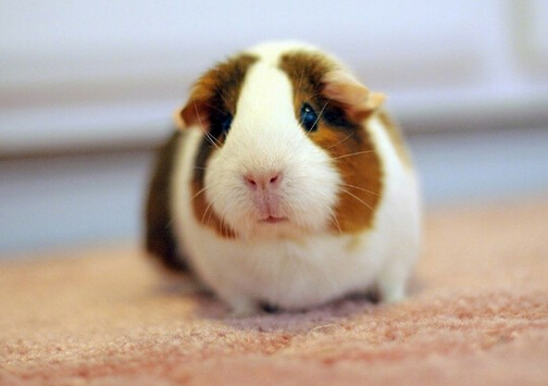 荷蘭豬怎么養？荷蘭豬的養殖方法