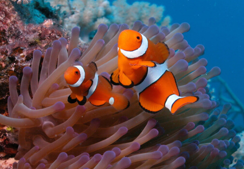 小丑魚怎么養？小丑魚常見疾病如何治療？