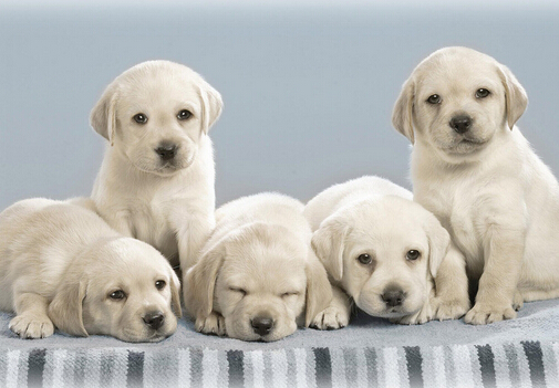 小狗吃什么最好？小狗吃多了怎么辦？