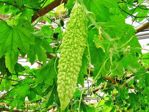 生理期(經期)減肥高峰期食譜：涼瓜滾肉片的做法