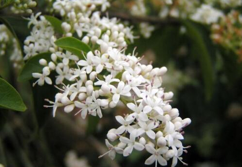 家里有孕婦能養(yǎng)夜來香嗎？夜來香的養(yǎng)殖方法