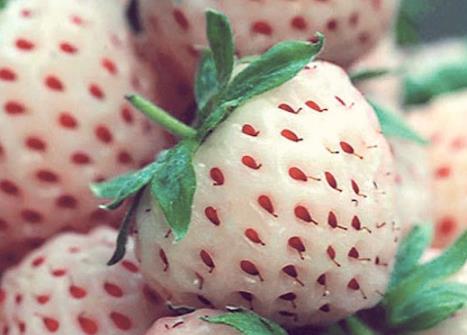 孕婦吃菠蘿莓有什么好處？孕婦吃菠蘿莓的注意事項(xiàng)