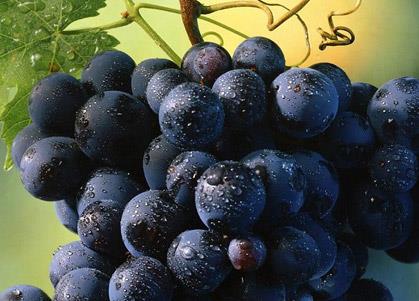 懷孕期間能吃葡萄嗎？孕婦吃葡萄有什么好處