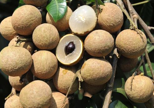 孕婦可以吃龍眼嗎?孕婦吃龍眼對身體好嗎