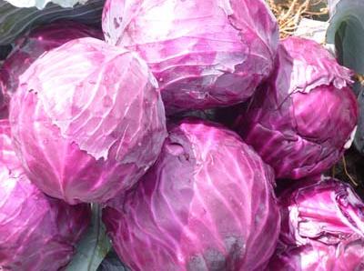 哺乳期吃紫甘藍有什么好處？哺乳期吃紫甘藍的做法