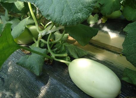 哺乳期能吃香瓜嗎？哺乳期吃香瓜有什么好處