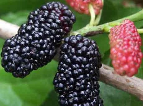 產(chǎn)婦可以吃桑葚嗎？產(chǎn)婦吃桑葚有什么好處