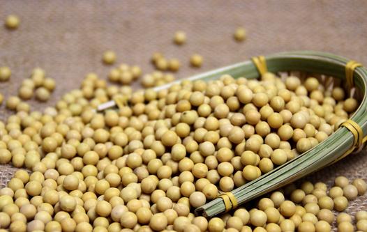 吃黃豆有什么好處？吃黃豆讓你更聰明！