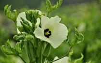 秋葵有什么營養？秋葵的功效