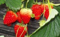 春天不宜吃什么水果？春天不宜吃的水果有哪些