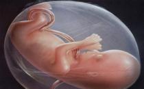 為什么會胎停育？ 胎停育如何預防