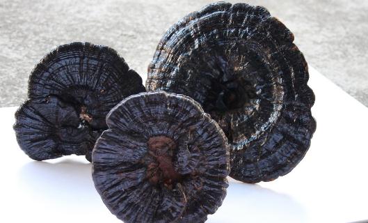 吃靈芝有什么好處？靈芝怎么吃才健康？