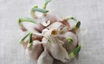 大蒜發(fā)芽了還有用嗎？發(fā)芽大蒜的獨(dú)特功效