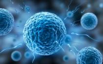 如何提高卵子質量？提高卵子質量的食物有哪些