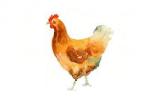 雞身上的什么部位不能吃？最好別吃雞皮！