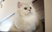 如何喂養波斯貓才科學