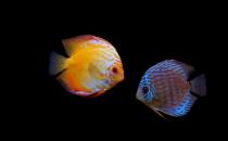 什么原因會(huì)導(dǎo)致七彩神仙魚(yú)倒立？遇到倒立怎么辦