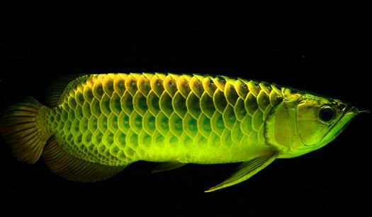 冬季將至 龍魚在飼育及疾病預防需注意什么