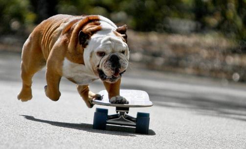 斗牛犬牙齒應該如何護理？