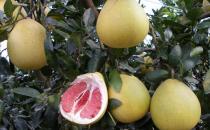 吃柚子會上火嗎？吃柚子需要注意什么？