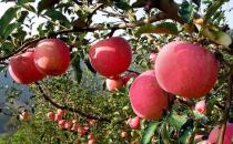 如何選購(gòu)到上好的蘋果？