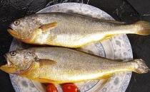 黃花魚有什么營養價值？孕婦能吃黃花魚嗎？