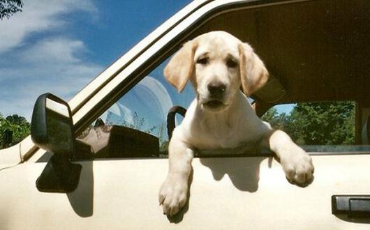 暈車的癥狀和表現-暈車怎么治療?