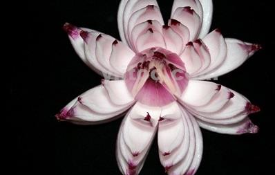 怎么飲食調節女性內分泌