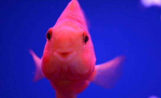 鸚鵡魚怎么養？鸚鵡魚常見病有哪些？