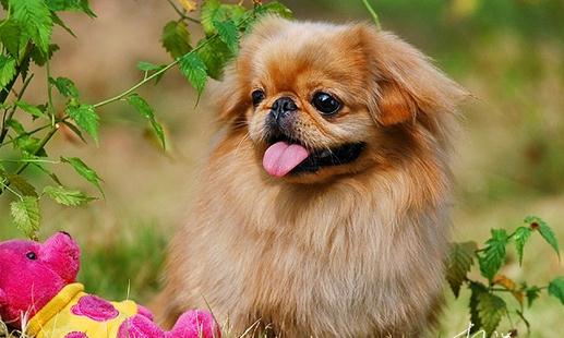 北京犬怎么喂養(yǎng)？京巴犬多少錢一只？