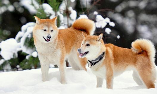 柴犬多少錢一只？柴犬如何喂養(yǎng)？