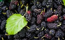 男性補(bǔ)腎壯陽中藥配方