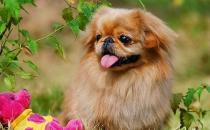 北京犬怎么喂養(yǎng)？京巴犬多少錢一只？