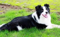 邊境牧羊犬怎樣訓練？邊境牧羊犬多少錢？