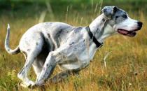 大丹犬多少錢一只？大丹犬怎么喂養？