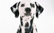 大麥町犬如何喂養？大麥町犬多少錢一條？