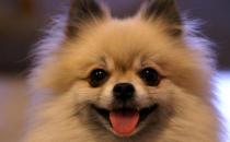 博美狗狗多少錢一條？博美犬怎么訓練？