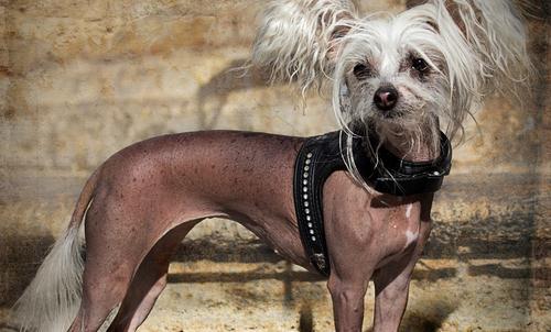 中國冠毛犬的特征-中國冠毛犬喂養方法