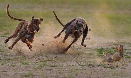 格力犬多少錢能買到？格力犬如何喂養？