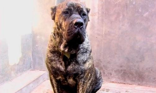 加納利犬多少錢能買到？加納利犬怎么養(yǎng)？