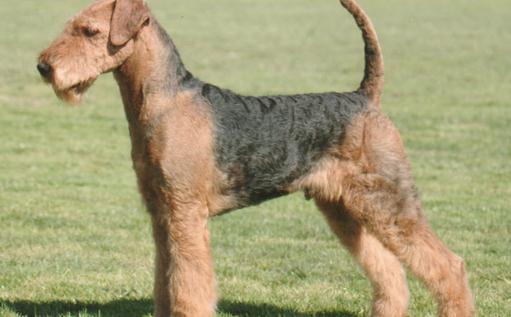 萬能梗的簡介-萬能梗怎么養？