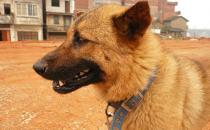 中華田園犬是什么狗？中華田園犬怎樣訓練？