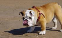 斗牛犬如何喂養(yǎng)？斗牛犬怎么訓(xùn)練？