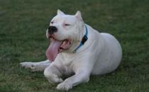 杜高犬多少錢一條？杜高犬如何喂養？