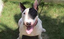 梗犬是什么樣的？梗犬怎么養(yǎng)？