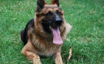 黑貝怎么訓(xùn)練？黑貝多少錢一條？